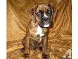 Boxer Puppy for sale in ANDERSON, MO, USA