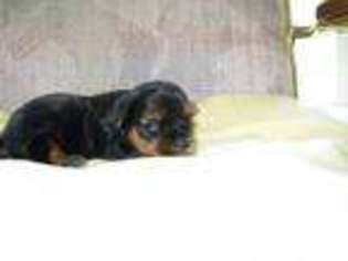 Yorkshire Terrier Puppy for sale in JACKSBORO, TN, USA