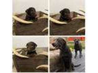 Labrador Retriever Puppy for sale in Salem, IL, USA
