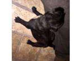 Mutt Puppy for sale in Wixom, MI, USA