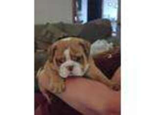 Olde English Bulldogge Puppy for sale in Mount Gilead, OH, USA