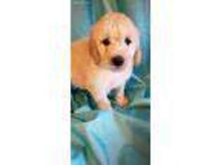 Goldendoodle Puppy for sale in Hartford, AL, USA