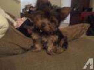 Yorkshire Terrier Puppy for sale in BOISE, ID, USA