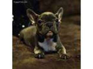 French Bulldog Puppy for sale in Reynoldsburg, OH, USA