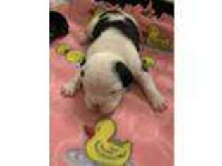 Olde English Bulldogge Puppy for sale in Troy, MO, USA