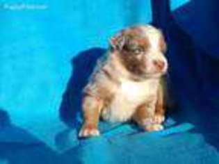 Australian Shepherd Puppy for sale in Forney, TX, USA