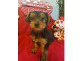 Yorkshire Terrier Puppy for sale in South Lyon, MI, USA