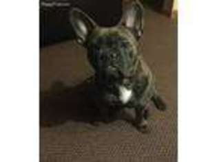 French Bulldog Puppy for sale in Nutley, NJ, USA