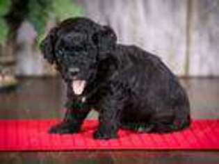 Mutt Puppy for sale in West Baden Springs, IN, USA