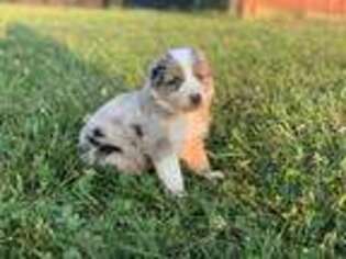 Australian Shepherd Puppy for sale in West Union, OH, USA