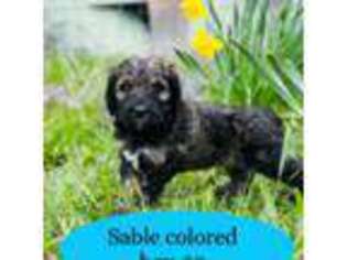 Mutt Puppy for sale in Eagle Point, OR, USA