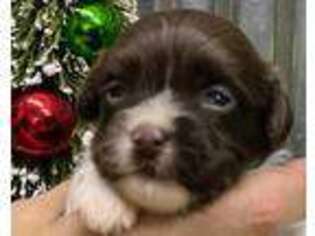 Havanese Puppy for sale in Lansing, IA, USA