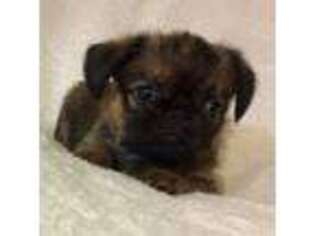 Brussels Griffon Puppy for sale in Tulsa, OK, USA