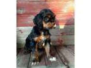 Cocker Spaniel Puppy for sale in Galion, OH, USA