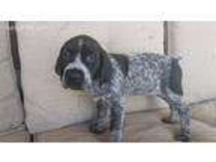 German Shorthaired Pointer Puppy for sale in Odenville, AL, USA