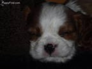 Cavalier King Charles Spaniel Puppy for sale in Punxsutawney, PA, USA