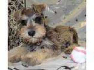 Mutt Puppy for sale in WANETTE, OK, USA