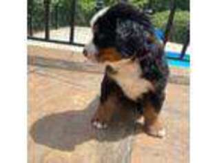 Bernese Mountain Dog Puppy for sale in Braselton, GA, USA