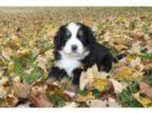 Bernese Mountain Dog Puppy for sale in Allegan, MI, USA