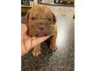 American Bull Dogue De Bordeaux Puppy for sale in Louisville, KY, USA