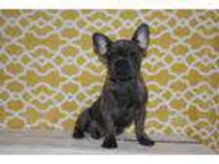 French Bulldog Puppy for sale in Etna Green, IN, USA