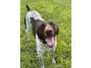 German Shorthaired Pointer Puppy for sale in Dugspur, VA, USA