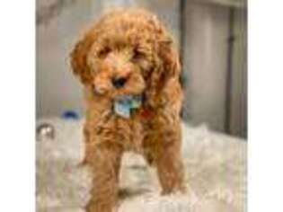 Goldendoodle Puppy for sale in Statesville, NC, USA