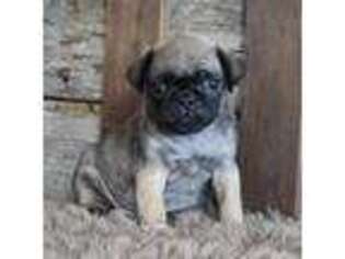 Pug Puppy for sale in West Plains, MO, USA
