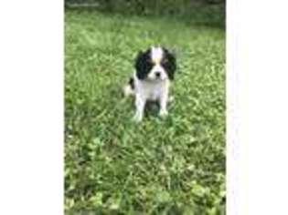 Cavalier King Charles Spaniel Puppy for sale in Madelia, MN, USA