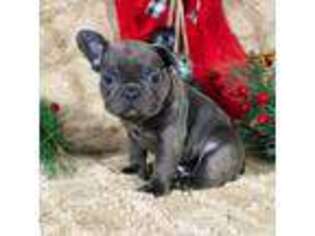 French Bulldog Puppy for sale in Grabill, IN, USA