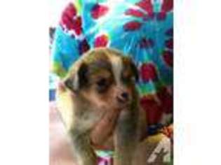 Australian Shepherd Puppy for sale in GILBERTSVILLE, PA, USA