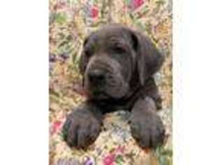 Great Dane Puppy for sale in San Diego, CA, USA