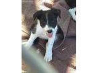 Border Collie Puppy for sale in Ripley, OH, USA