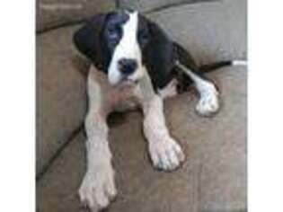 Great Dane Puppy for sale in Mccleary, WA, USA