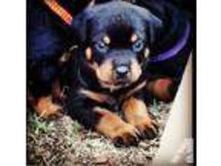 Rottweiler Puppy for sale in PALO ALTO, CA, USA