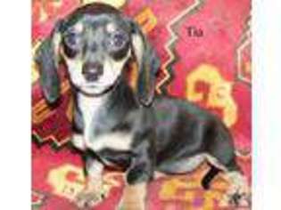 Dachshund Puppy for sale in BELLE VERNON, PA, USA
