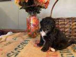 Goldendoodle Puppy for sale in Neosho, MO, USA