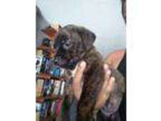 Cane Corso Puppy for sale in Bainbridge, GA, USA