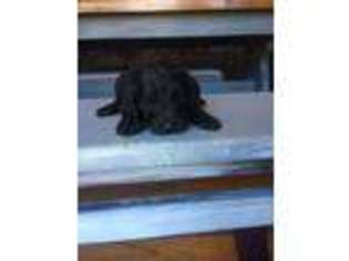 Goldendoodle Puppy for sale in Robbinsville, NC, USA