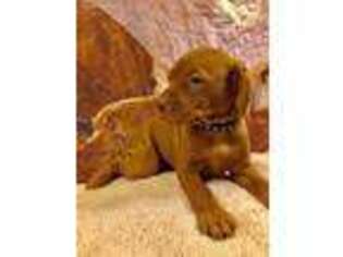 Vizsla Puppy for sale in Alpine, TX, USA