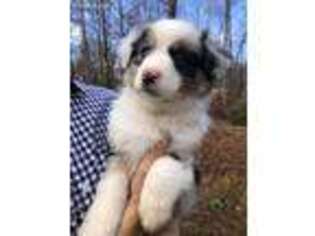 Australian Shepherd Puppy for sale in Rapidan, VA, USA