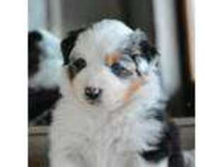Australian Shepherd Puppy for sale in Burkburnett, TX, USA