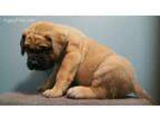 Mastiff Puppy for sale in Lincoln, NE, USA