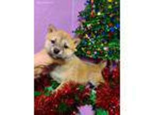 Shiba Inu Puppy for sale in Spraggs, PA, USA