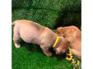 Bullmastiff Puppy for sale in Round Top, TX, USA