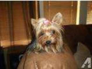 Yorkshire Terrier Puppy for sale in Apache Junction, AZ, USA