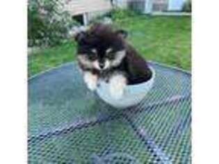 Pomeranian Puppy for sale in New Paris, IN, USA