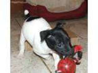 Rat Terrier Puppy for sale in Sunbury, OH, USA