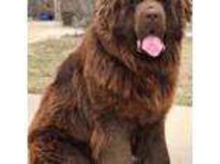 Newfoundland Puppy for sale in Los Angeles, CA, USA