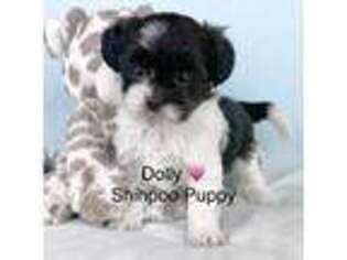 Shih-Poo Puppy for sale in Bedford, OH, USA